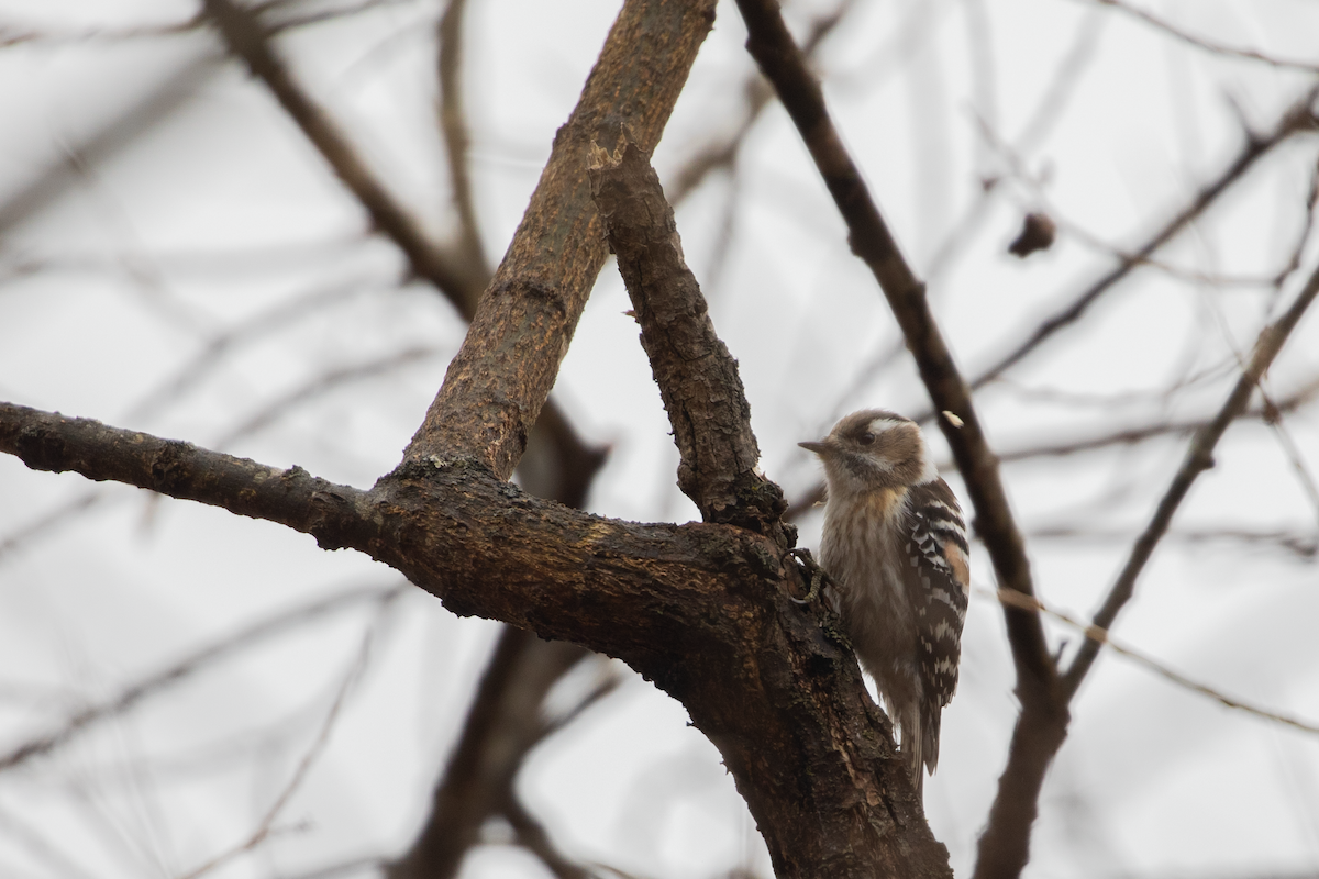 Japanese Pygmy Woodpecker - ruocheng Hu