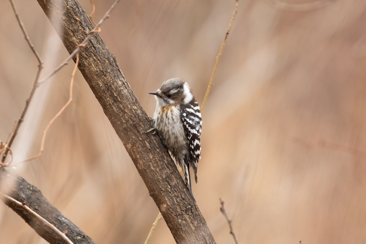 Japanese Pygmy Woodpecker - ML545291281