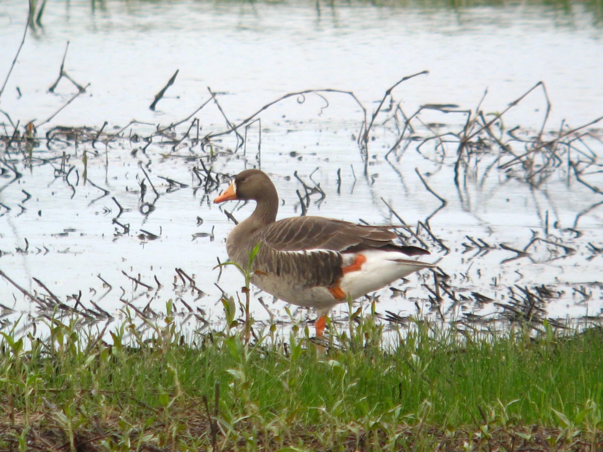 Greater White-fronted Goose - Chris Barrigar