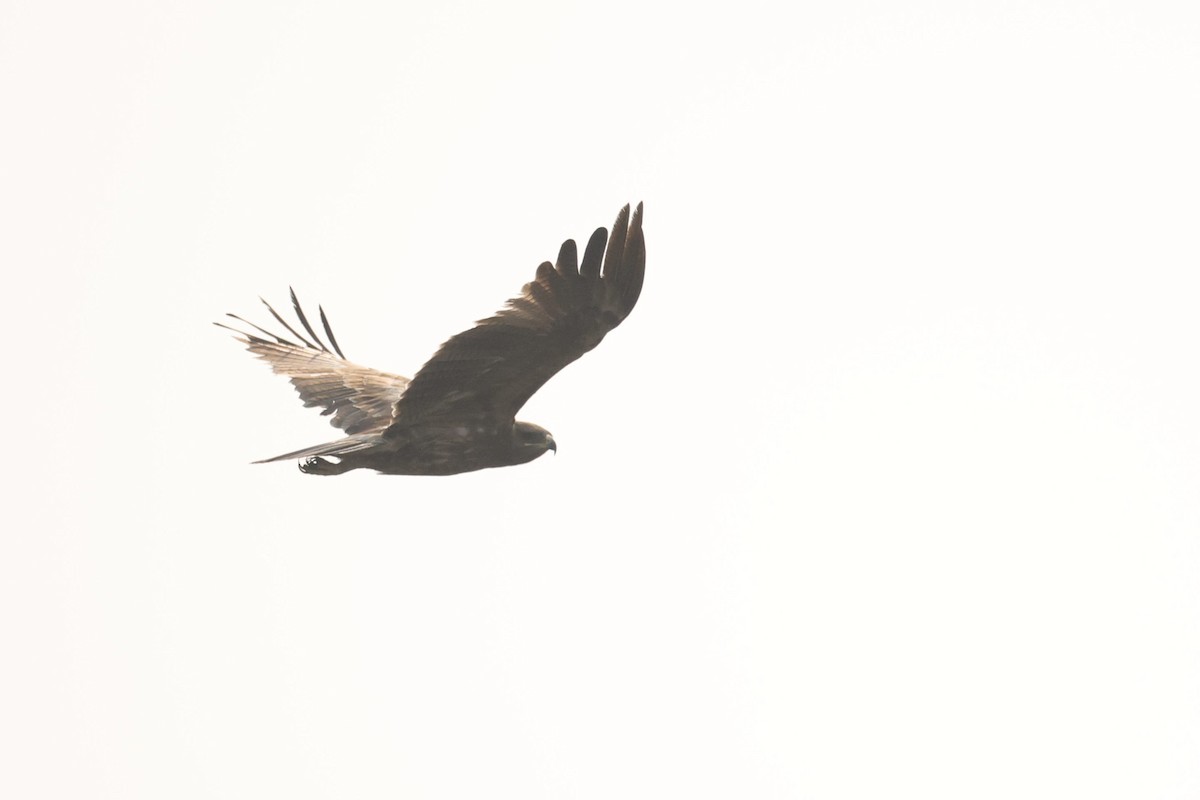 Indian Spotted Eagle - Sriram Reddy