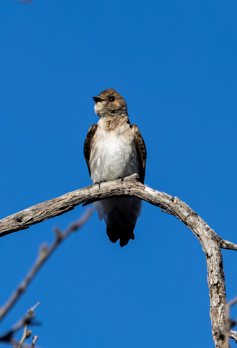 Northern Rough-winged Swallow - ML545297441
