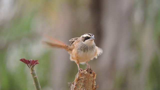 Stripe-headed Sparrow - ML545298071