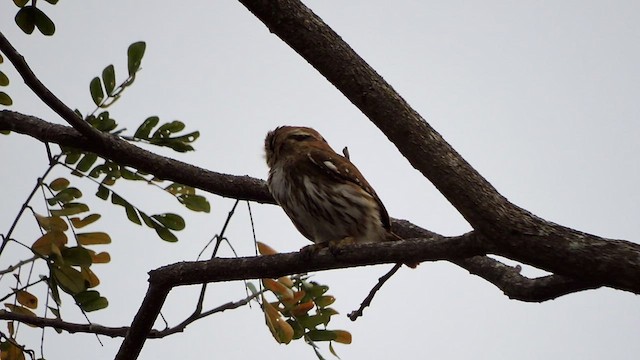Ferruginous Pygmy-Owl - ML545298271