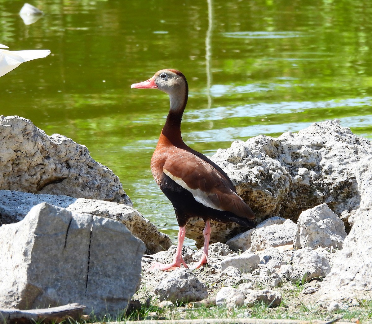 Black-bellied Whistling-Duck - Cristina Cauich -Tzab