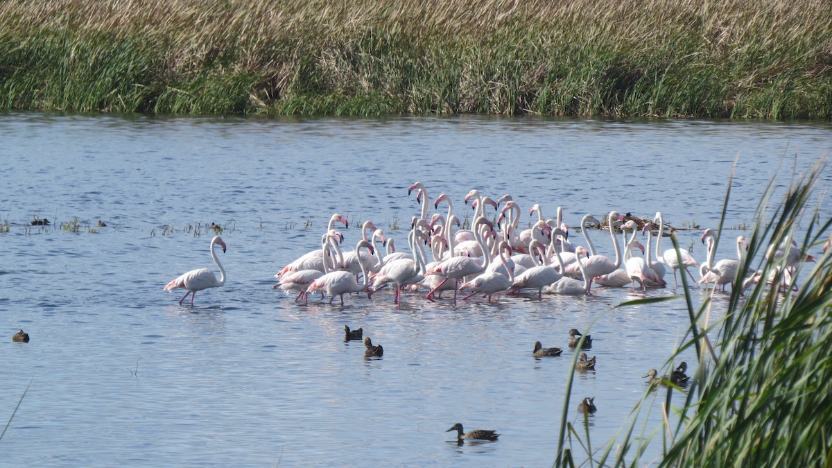 Greater Flamingo - ML545300591