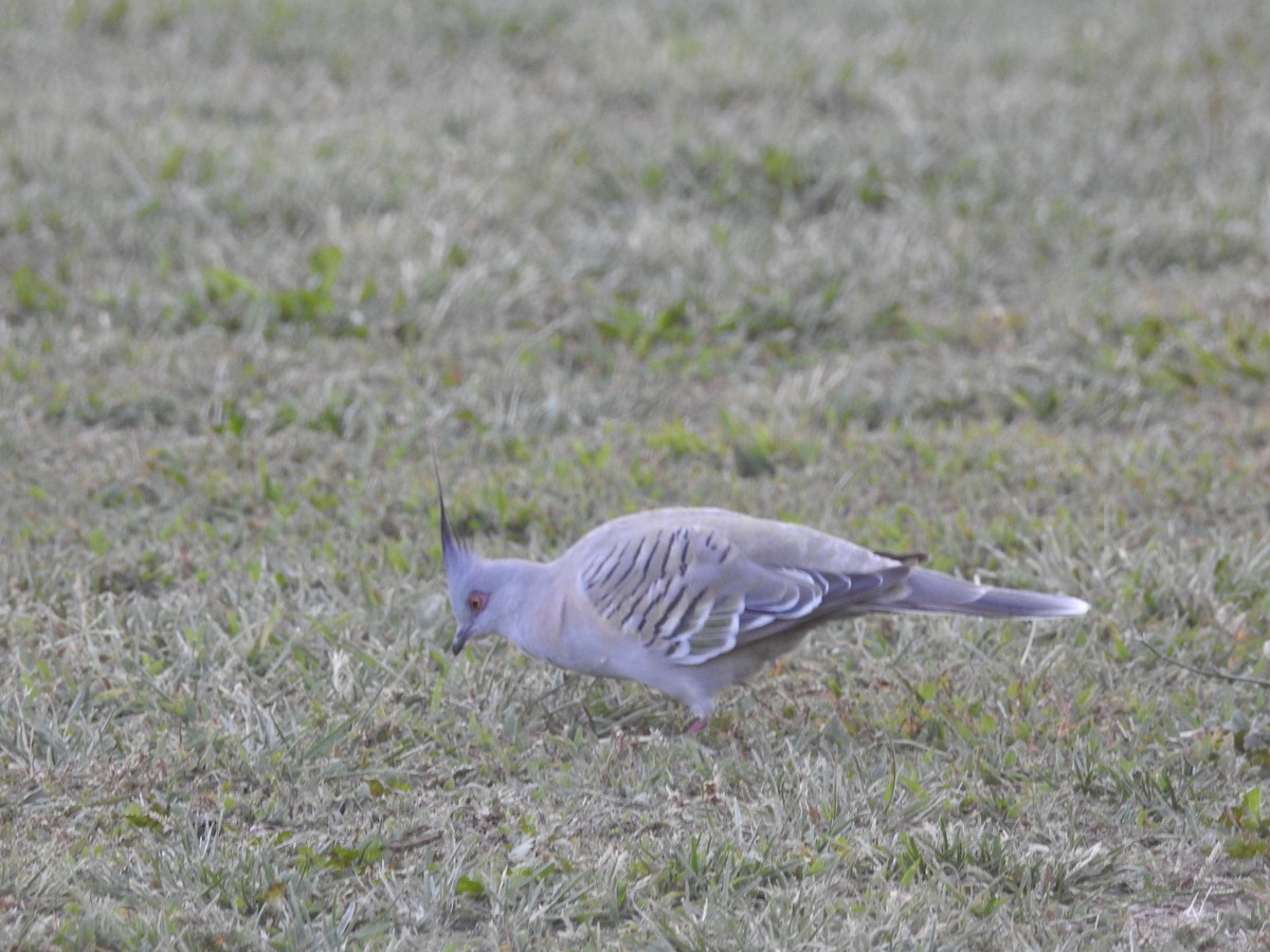 Crested Pigeon - ML545301861