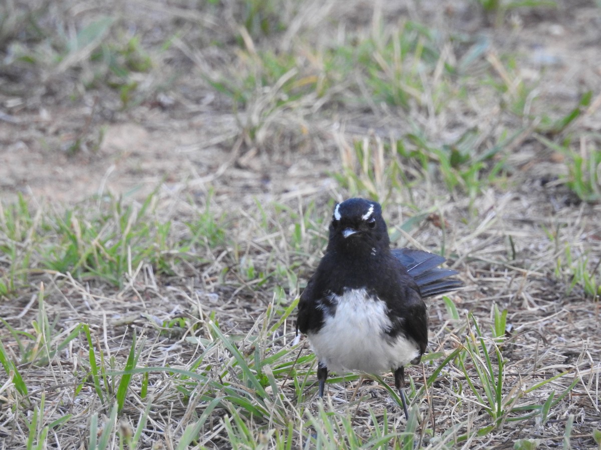 Willie-wagtail - ML545302601