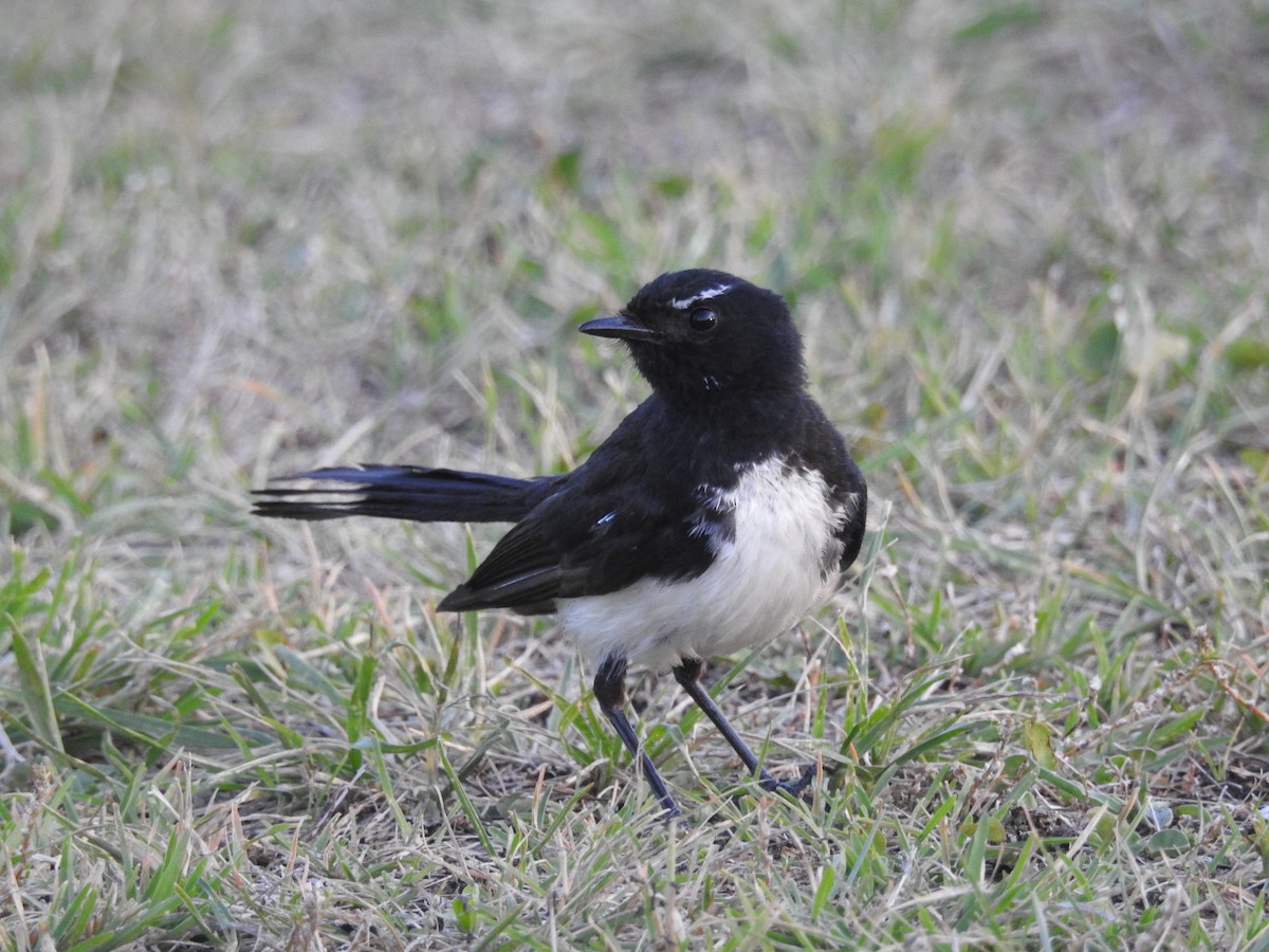 Willie-wagtail - ML545302611