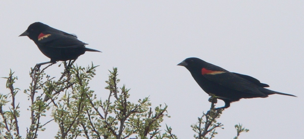 Red-winged Blackbird - William Flack