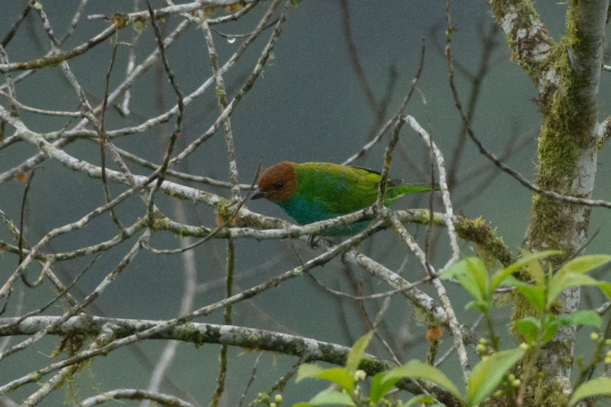 Bay-headed Tanager (Bay-and-blue) - ML545304371