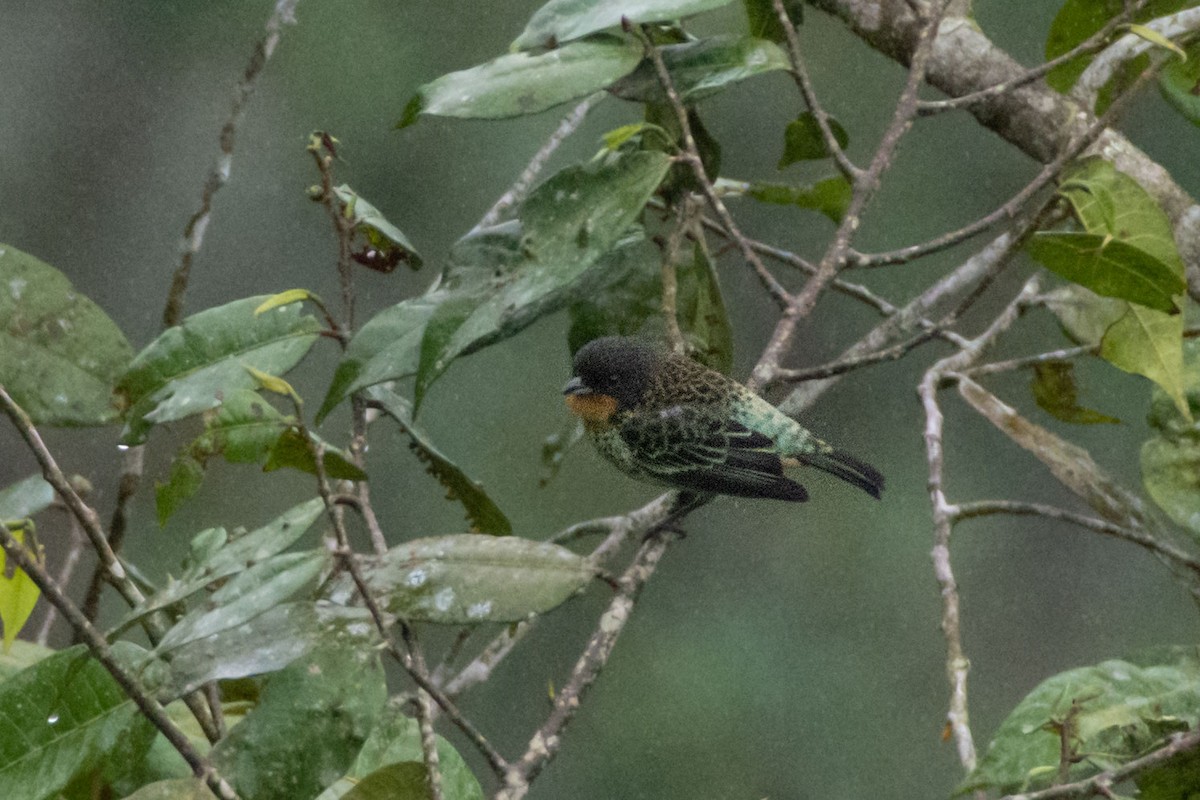 Rufous-throated Tanager - Oliver Patrick
