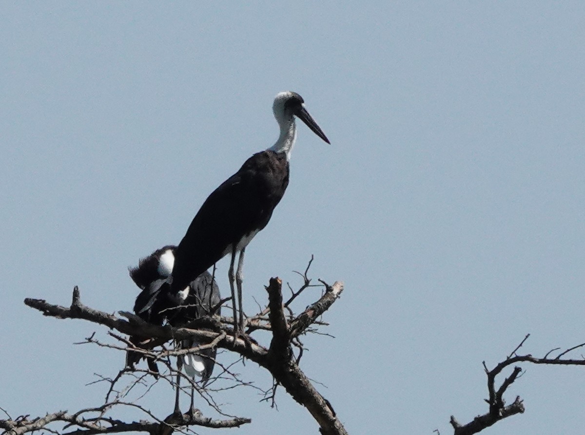 African Woolly-necked Stork - ML545310451