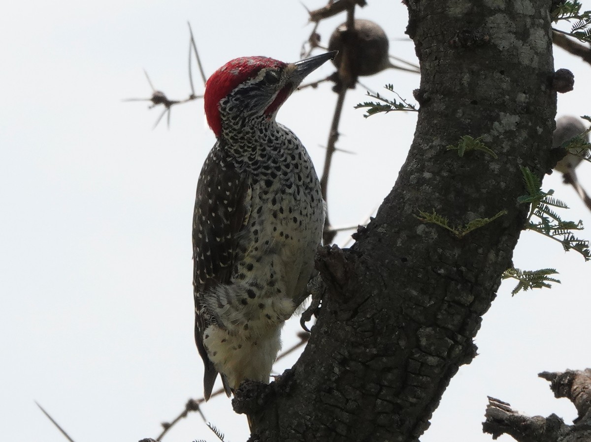 Nubian Woodpecker - ML545313501