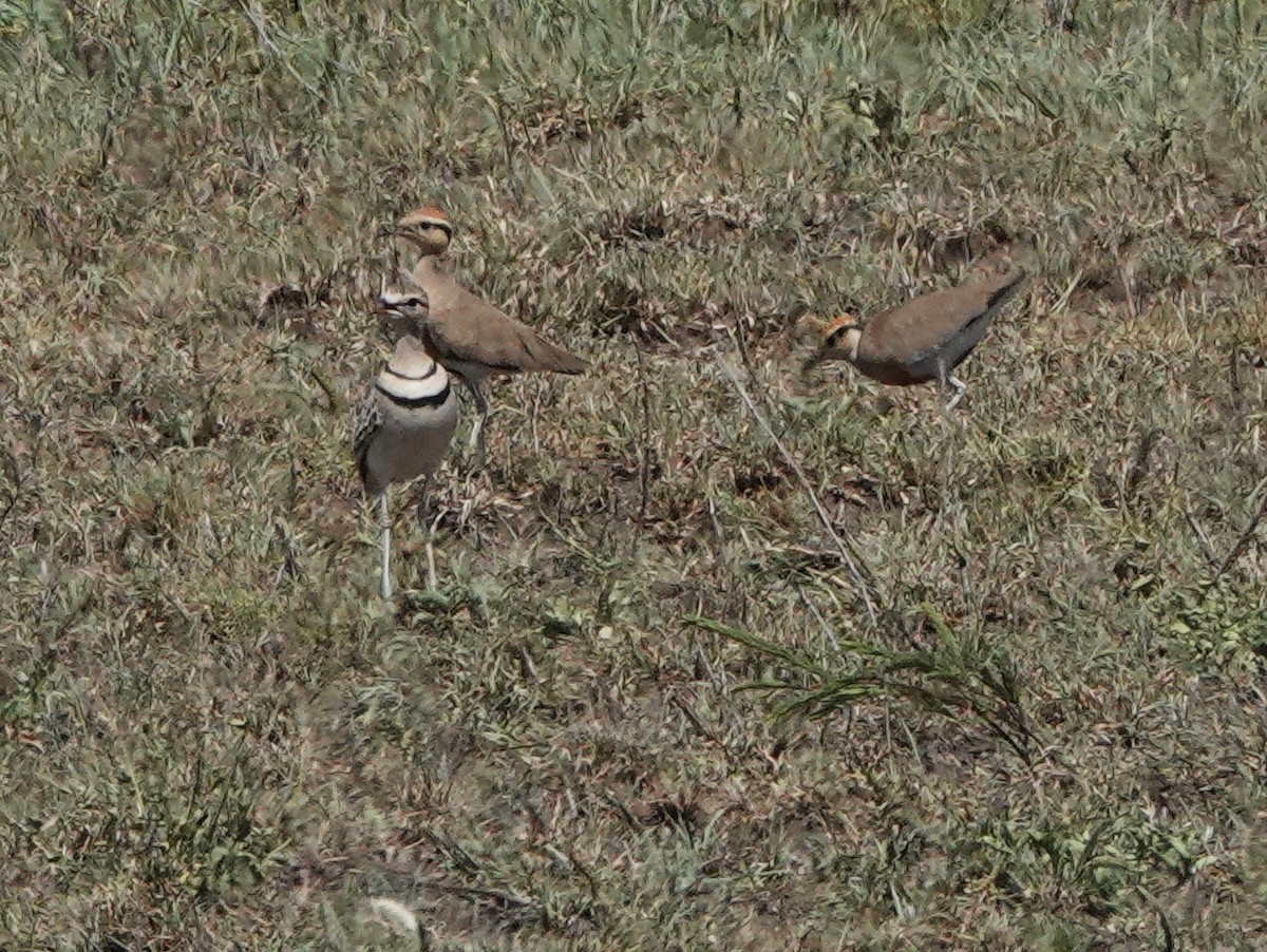 Double-banded Courser - ML545314181