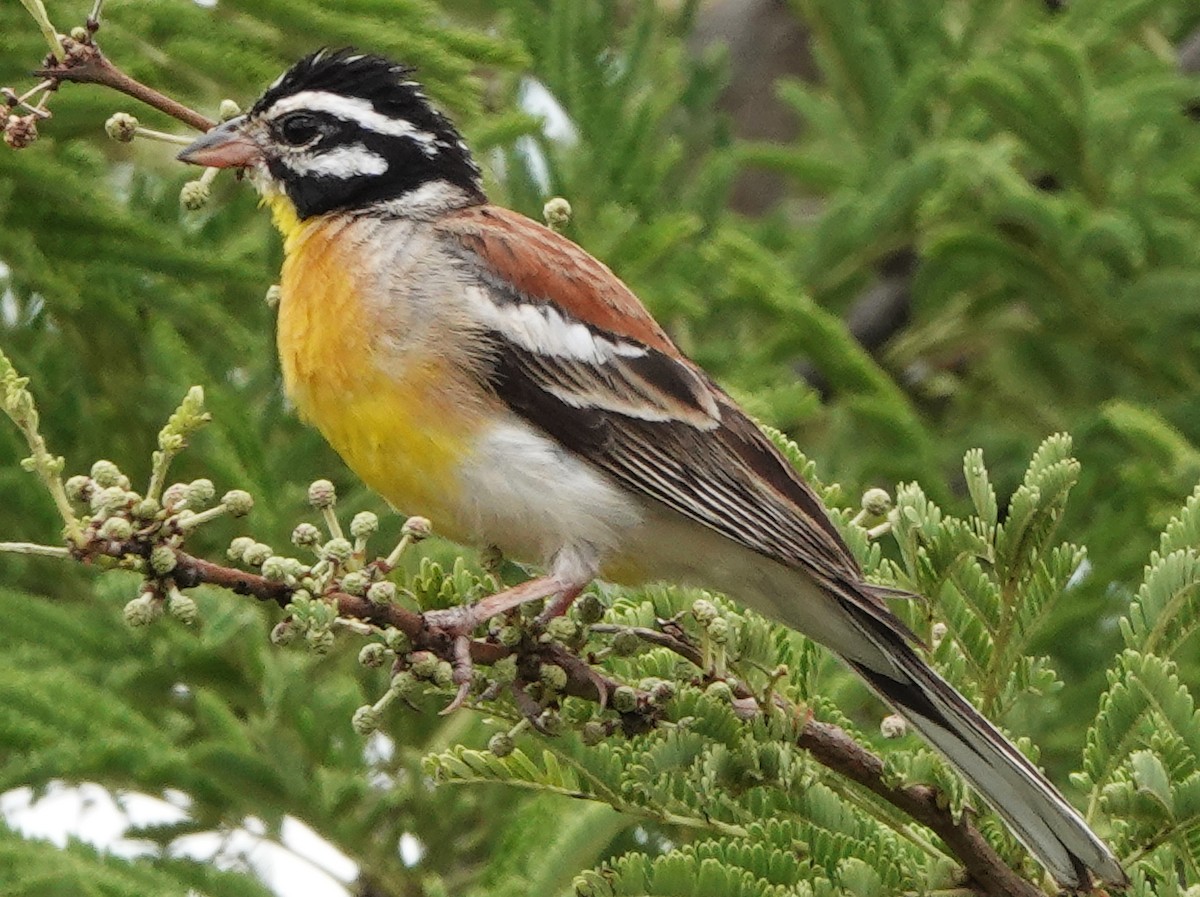Golden-breasted Bunting - ML545314431