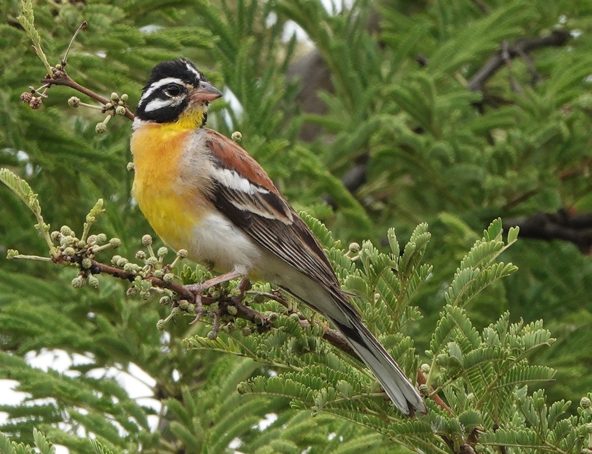 Golden-breasted Bunting - ML545314541