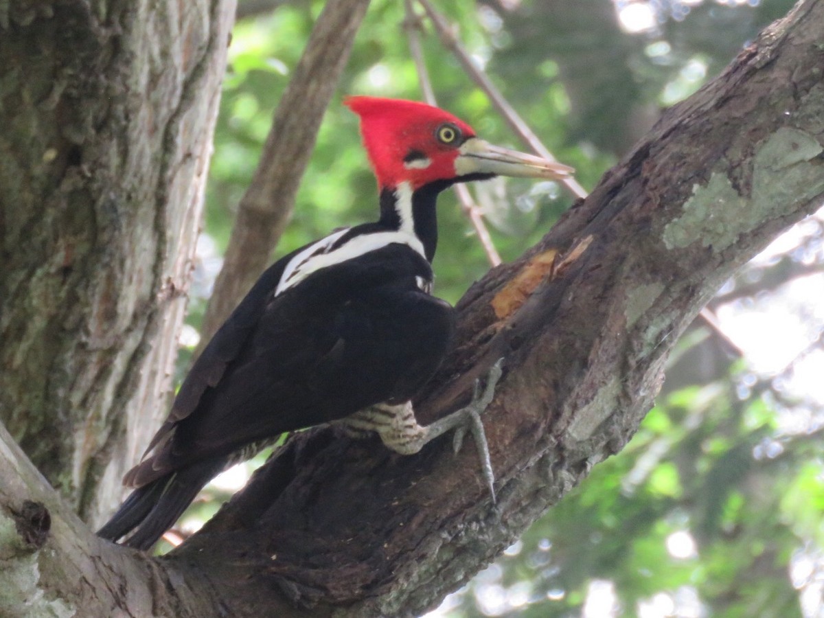 Crimson-crested Woodpecker - Nick Komar