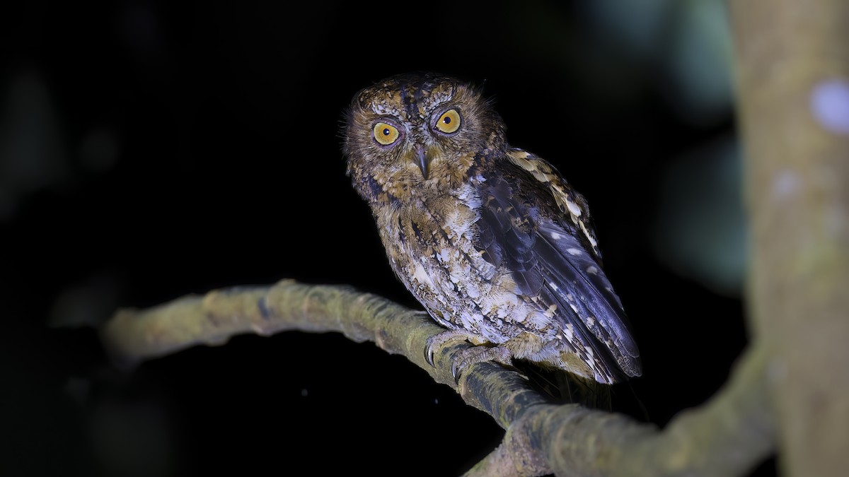 Sulawesi Scops-Owl - ML545319251