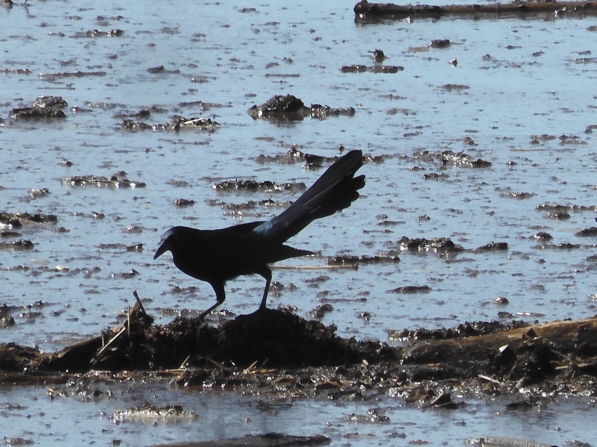Great-tailed Grackle - ML545320271