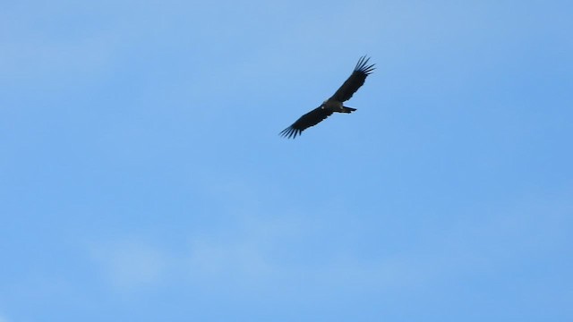 Condor des Andes - ML545320621