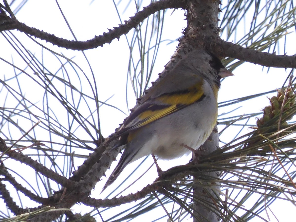 Lawrence's Goldfinch - ML545320681