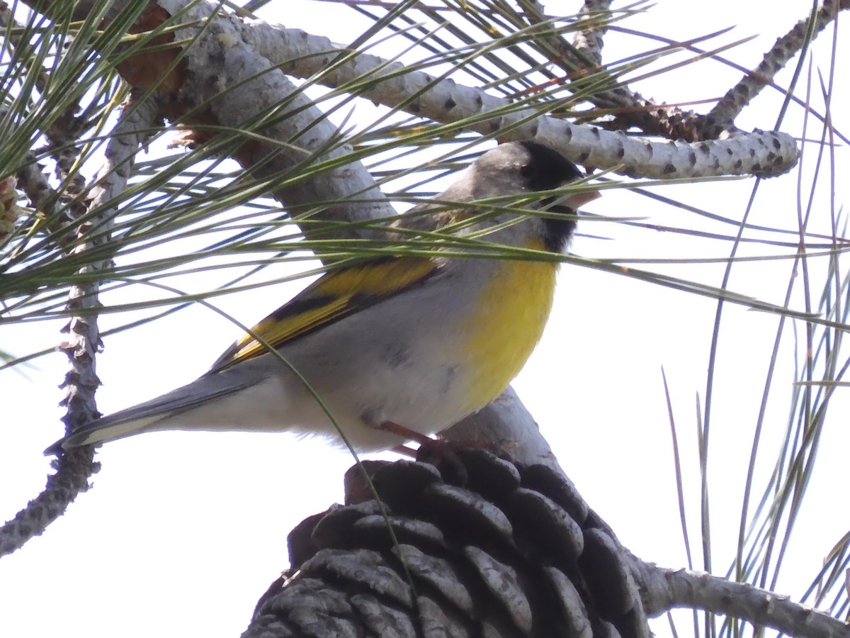 Lawrence's Goldfinch - ML545320781