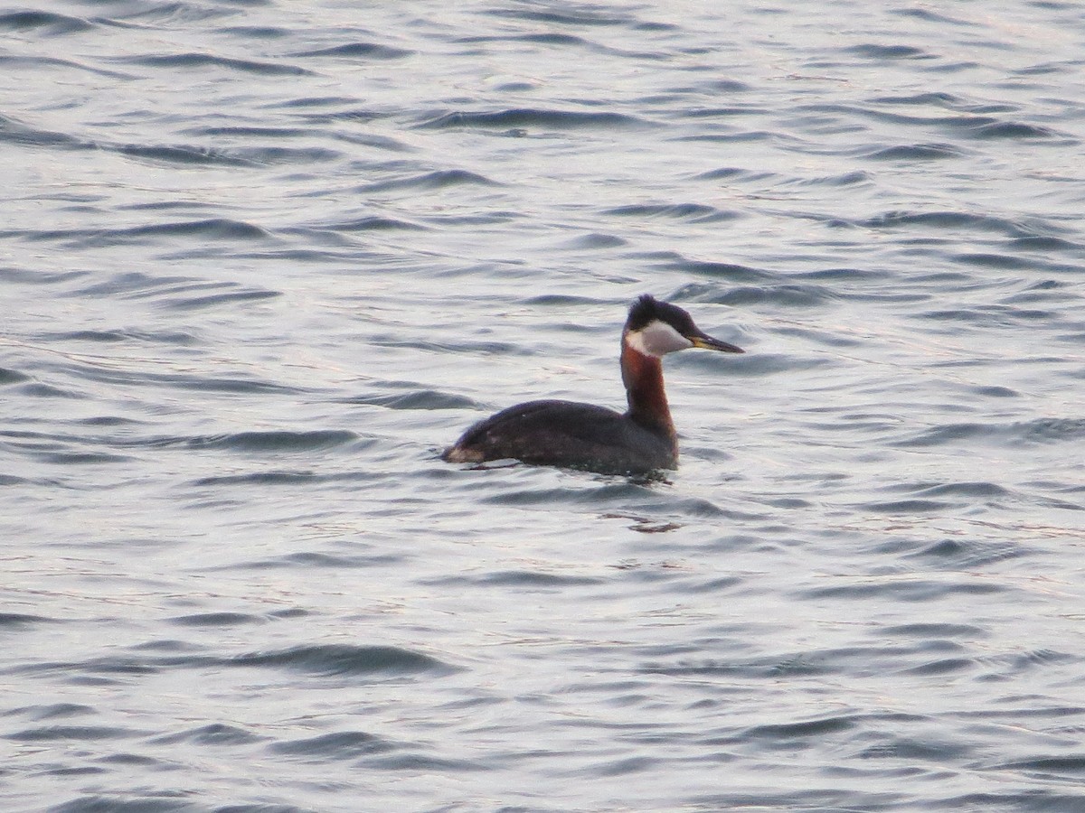 Red-necked Grebe - ML54532151