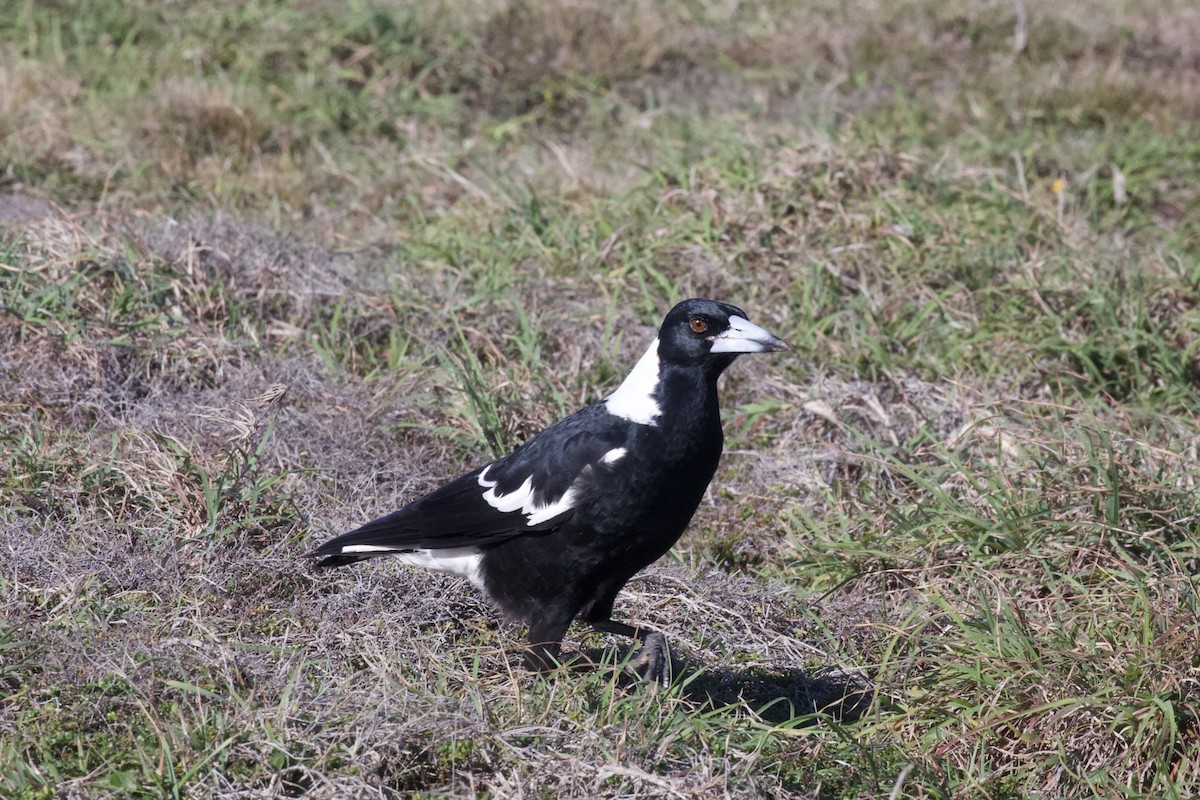 Australian Magpie (Black-backed) - ML545324711
