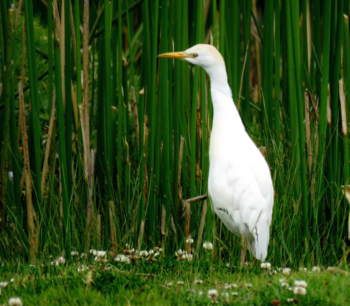 Western Cattle Egret - Edison🦉 Ocaña