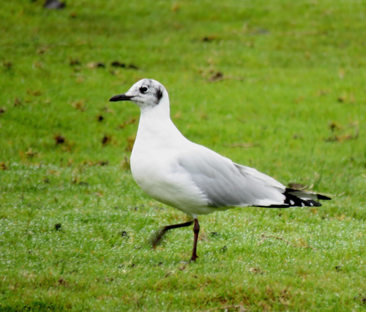 Andean Gull - Edison🦉 Ocaña