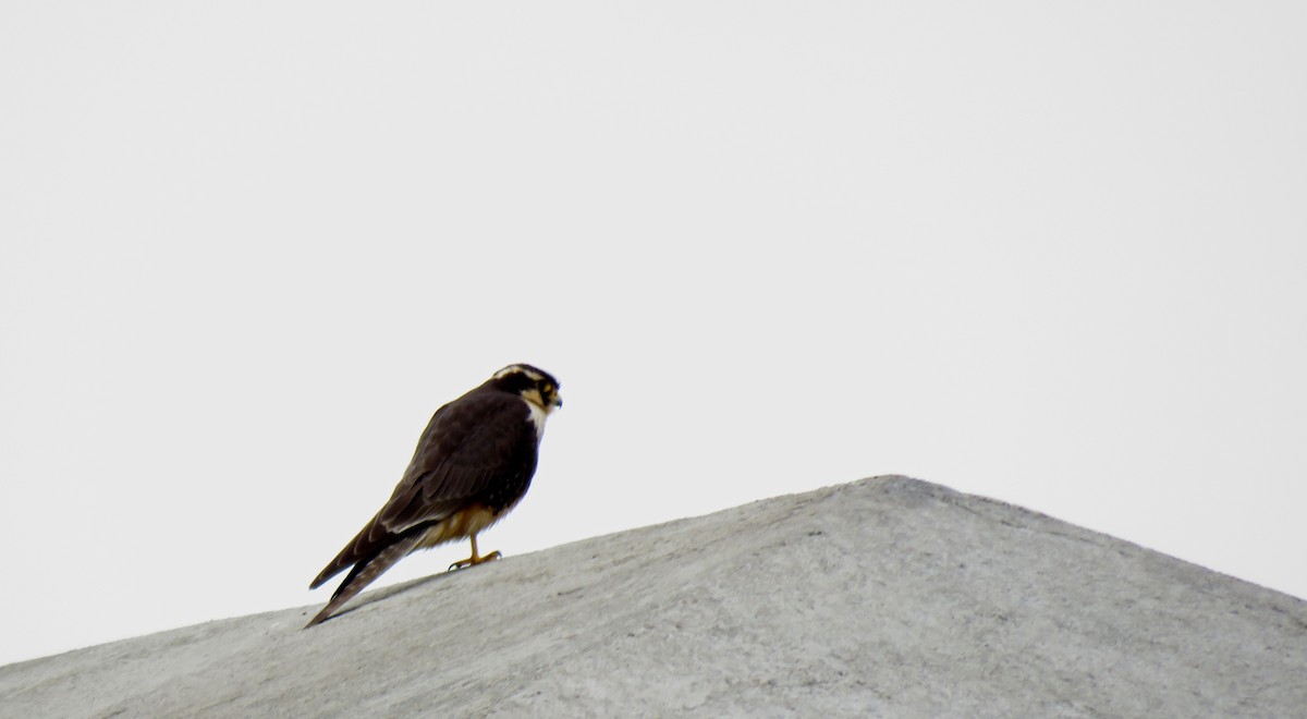 Aplomado Falcon - Edison🦉 Ocaña