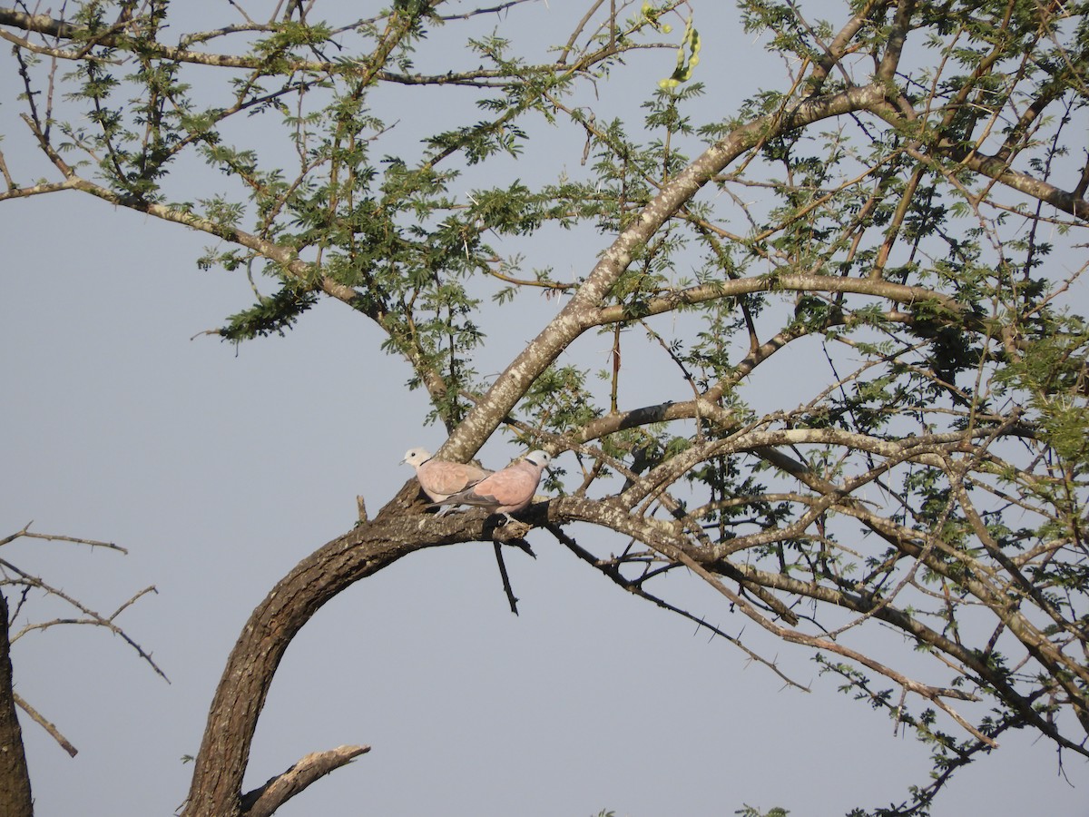 Red Collared-Dove - ML545328851