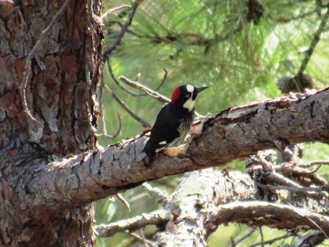 Acorn Woodpecker - ML54533221