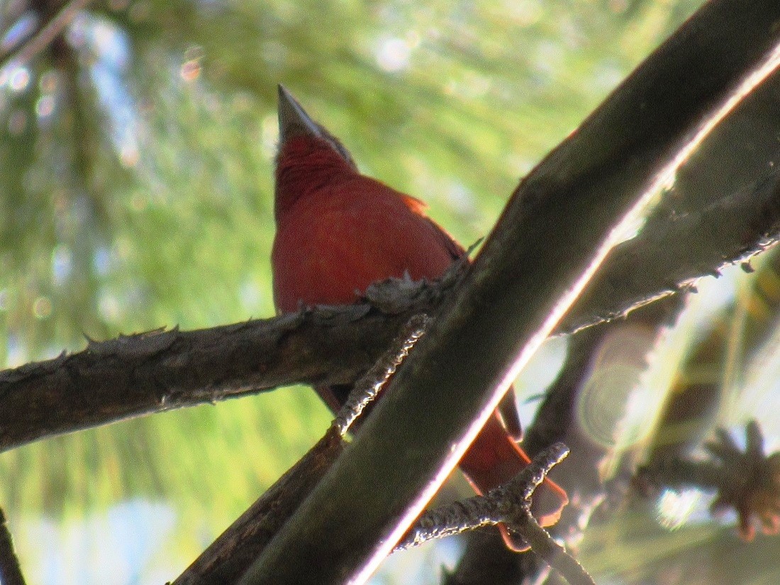 Hepatic Tanager - ML54533271