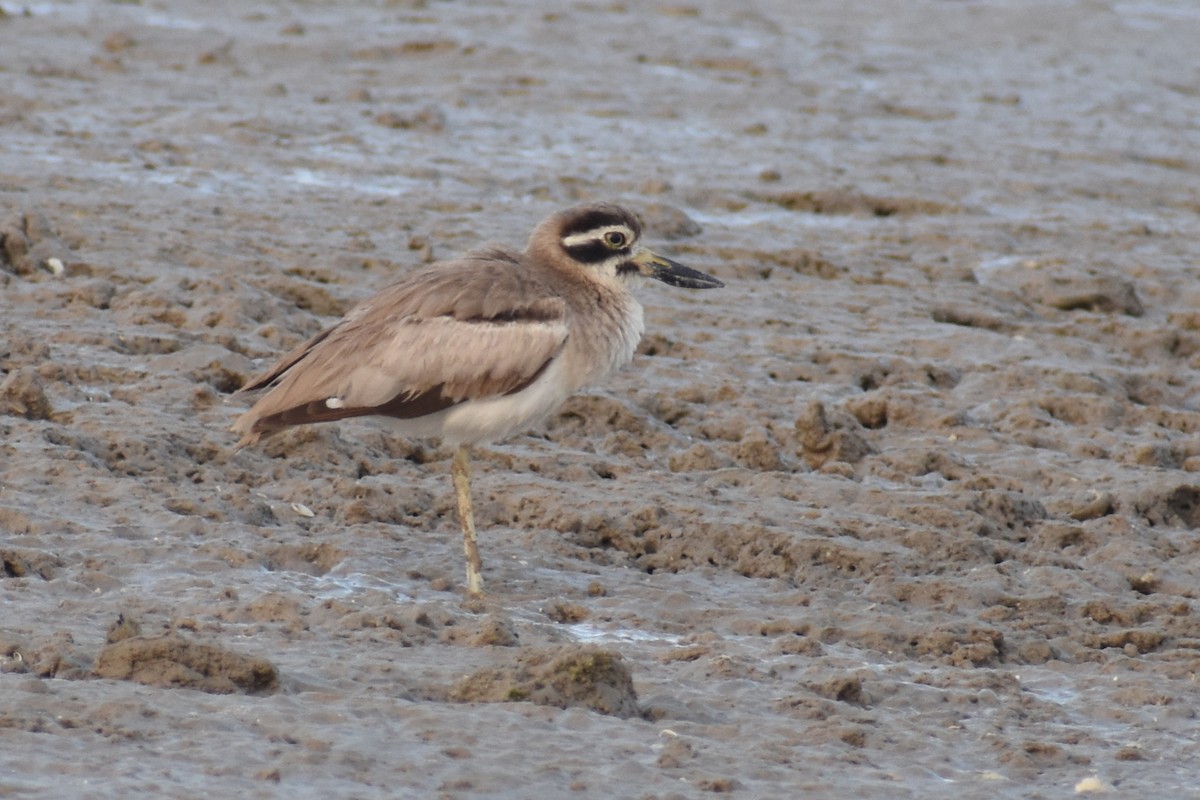 Great Thick-knee - ML545337401