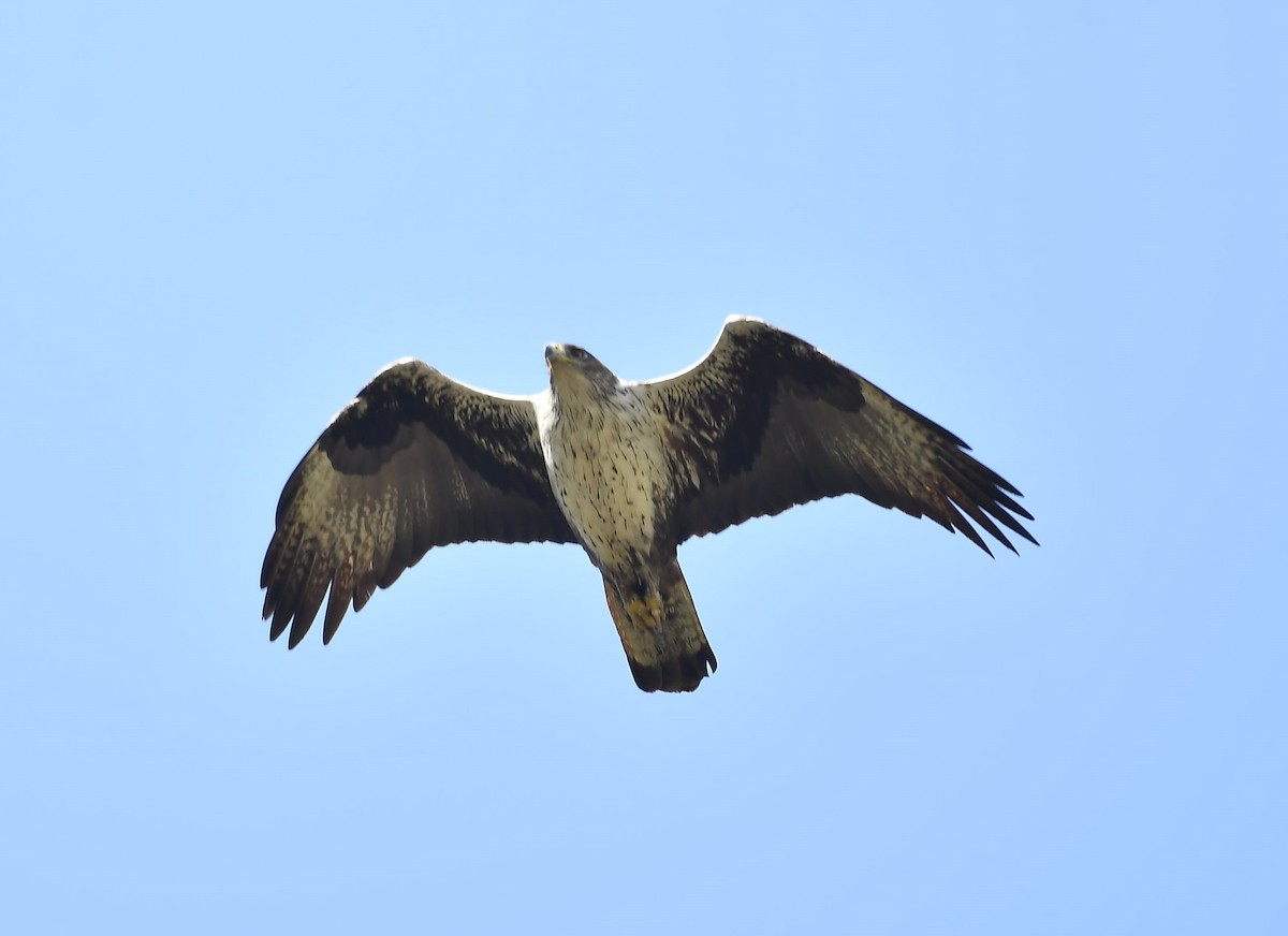 Bonelli's Eagle - Aindrila  Sarkar