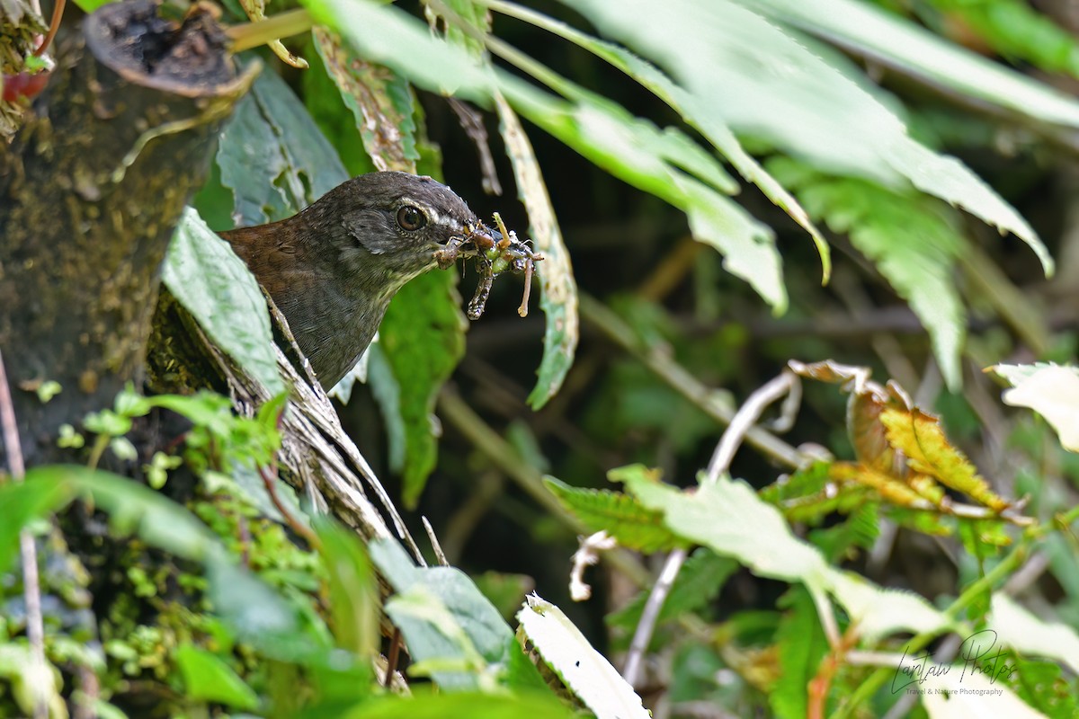 Long-tailed Bush Warbler - ML545340251