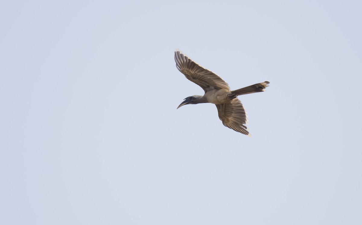 Indian Gray Hornbill - SRINIVASA RAO BUDDIGA
