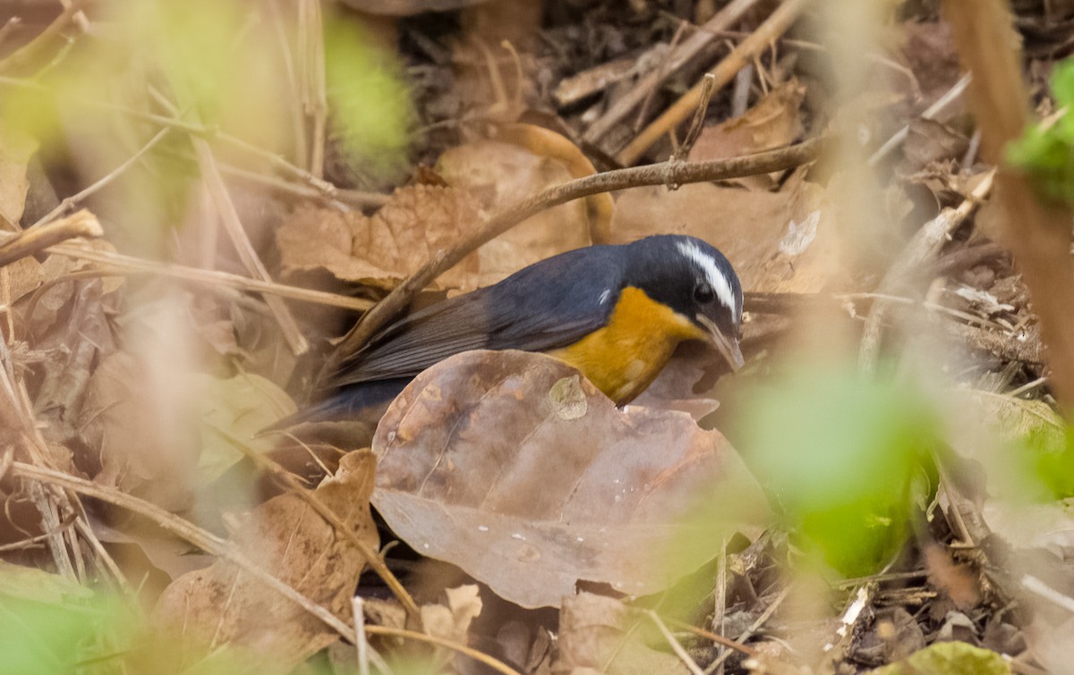 Indian Blue Robin - SRINIVASA RAO BUDDIGA