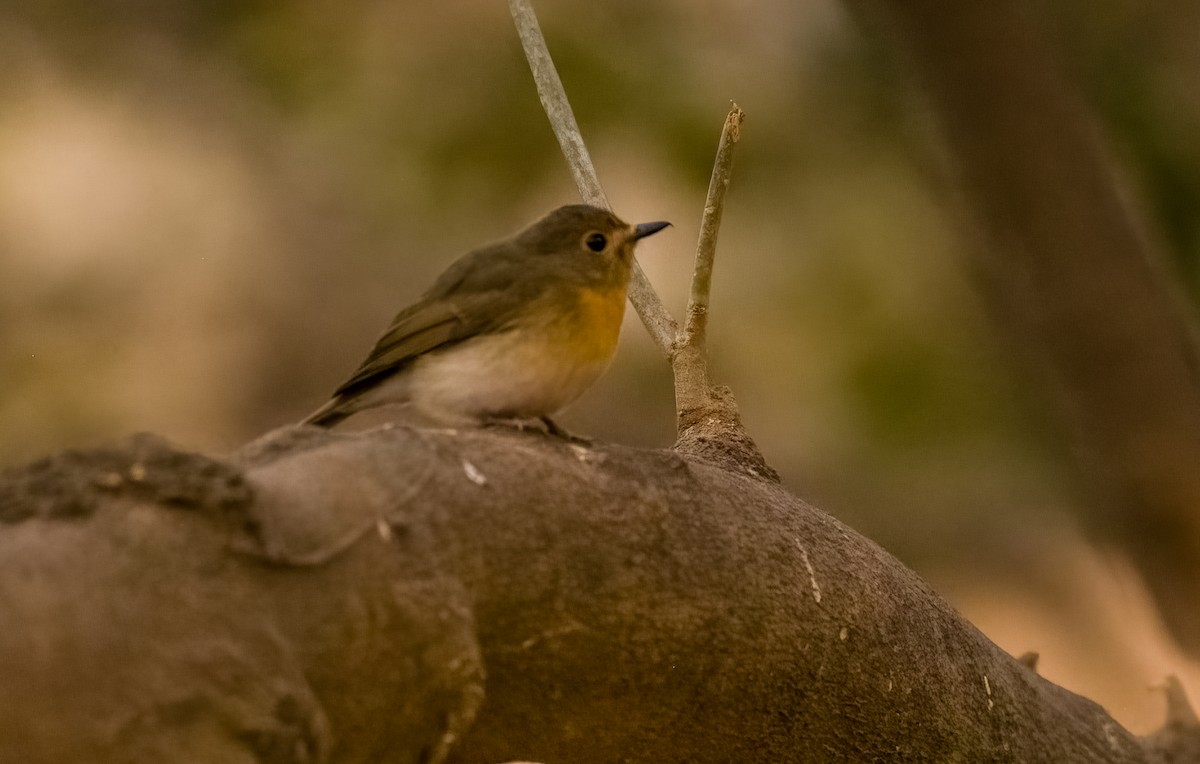 Taiga/Red-breasted Flycatcher - ML545347571