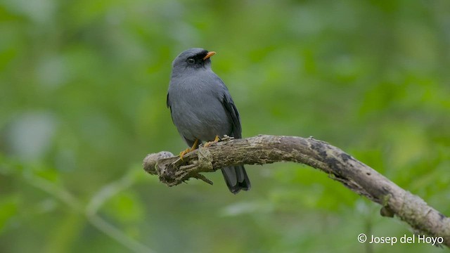 Black-faced Solitaire - ML545349551