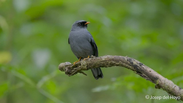 Black-faced Solitaire - ML545349561