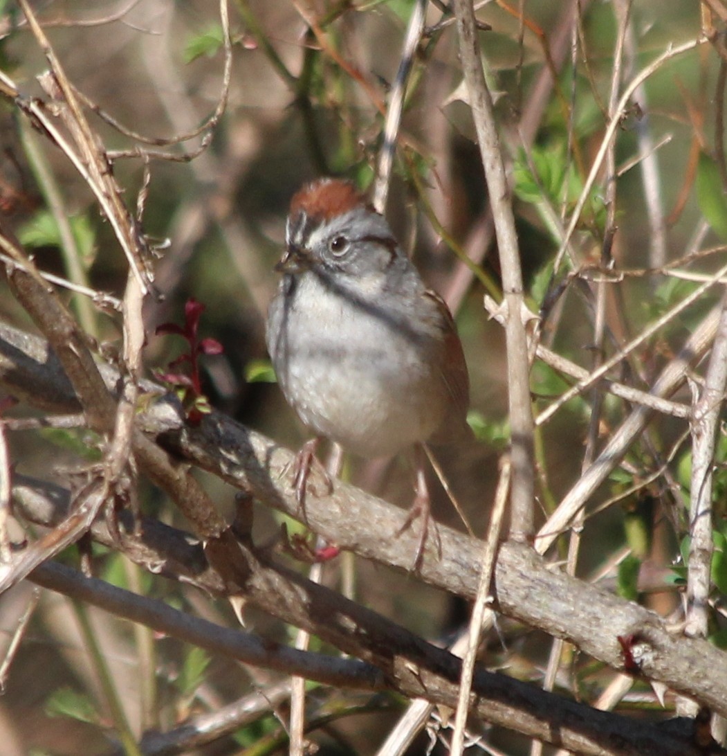 Chipping Sparrow - ML54535011