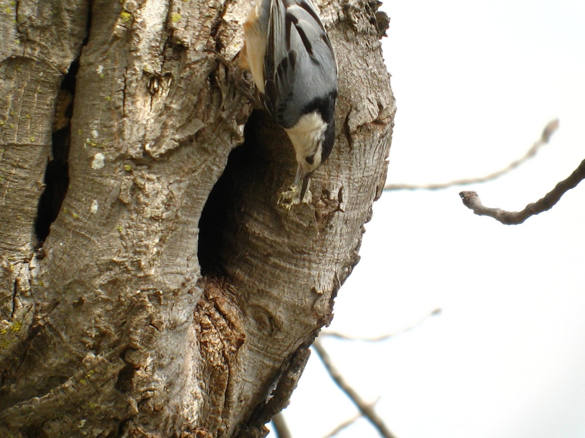 White-breasted Nuthatch - Chris Barrigar