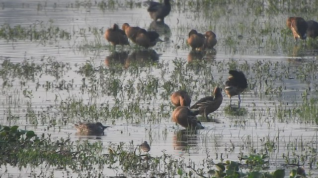 Fulvous Whistling-Duck - ML545354111