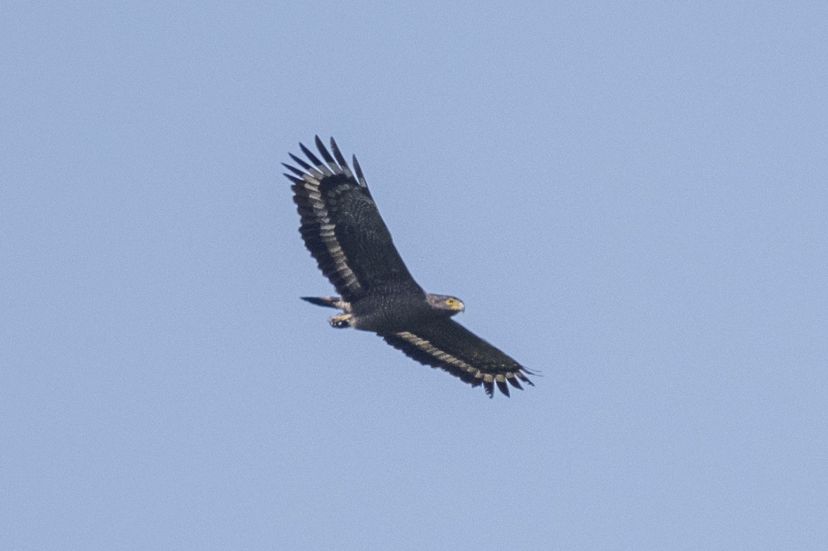 Crested Serpent-Eagle - ML545357801