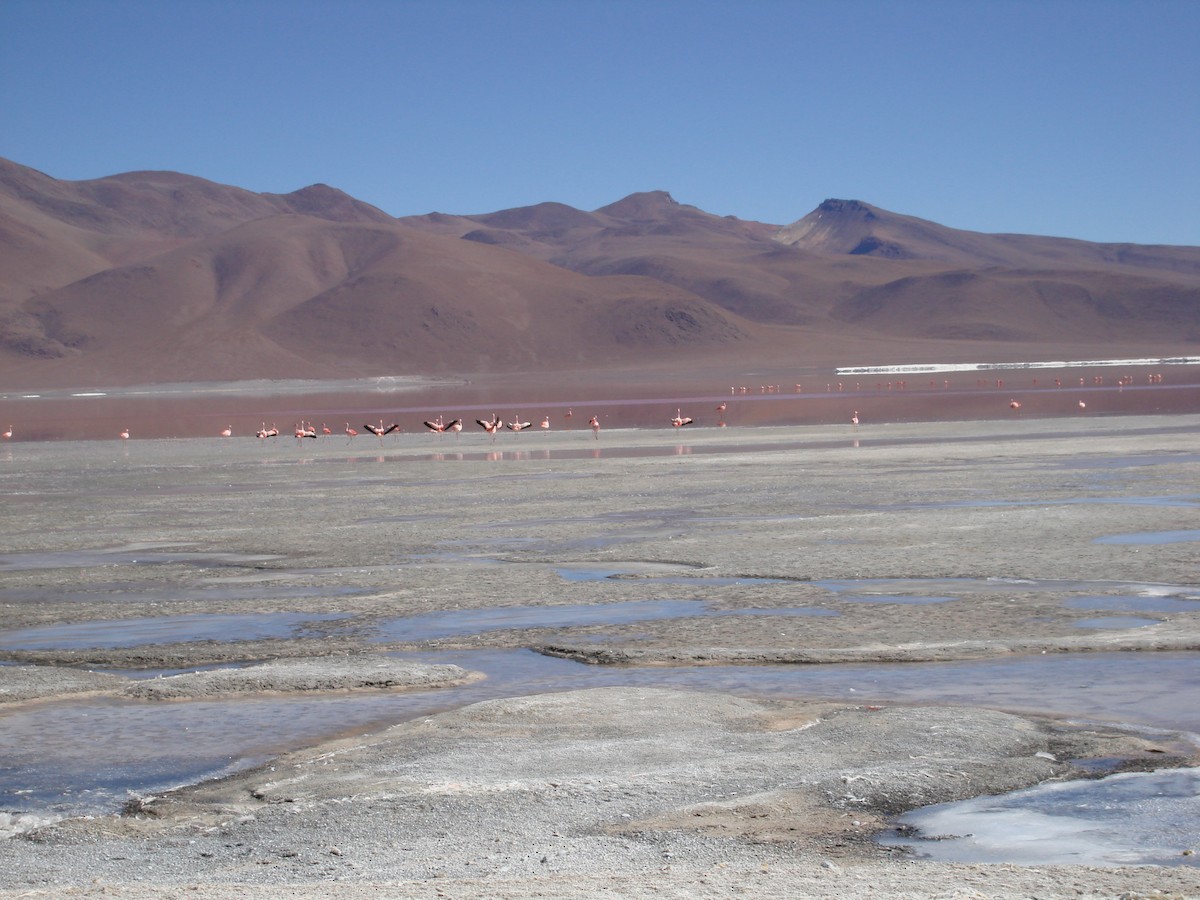 Andean Flamingo - ML54535871