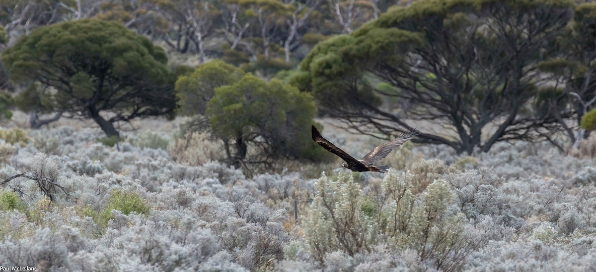 Wedge-tailed Eagle - paul mclelland