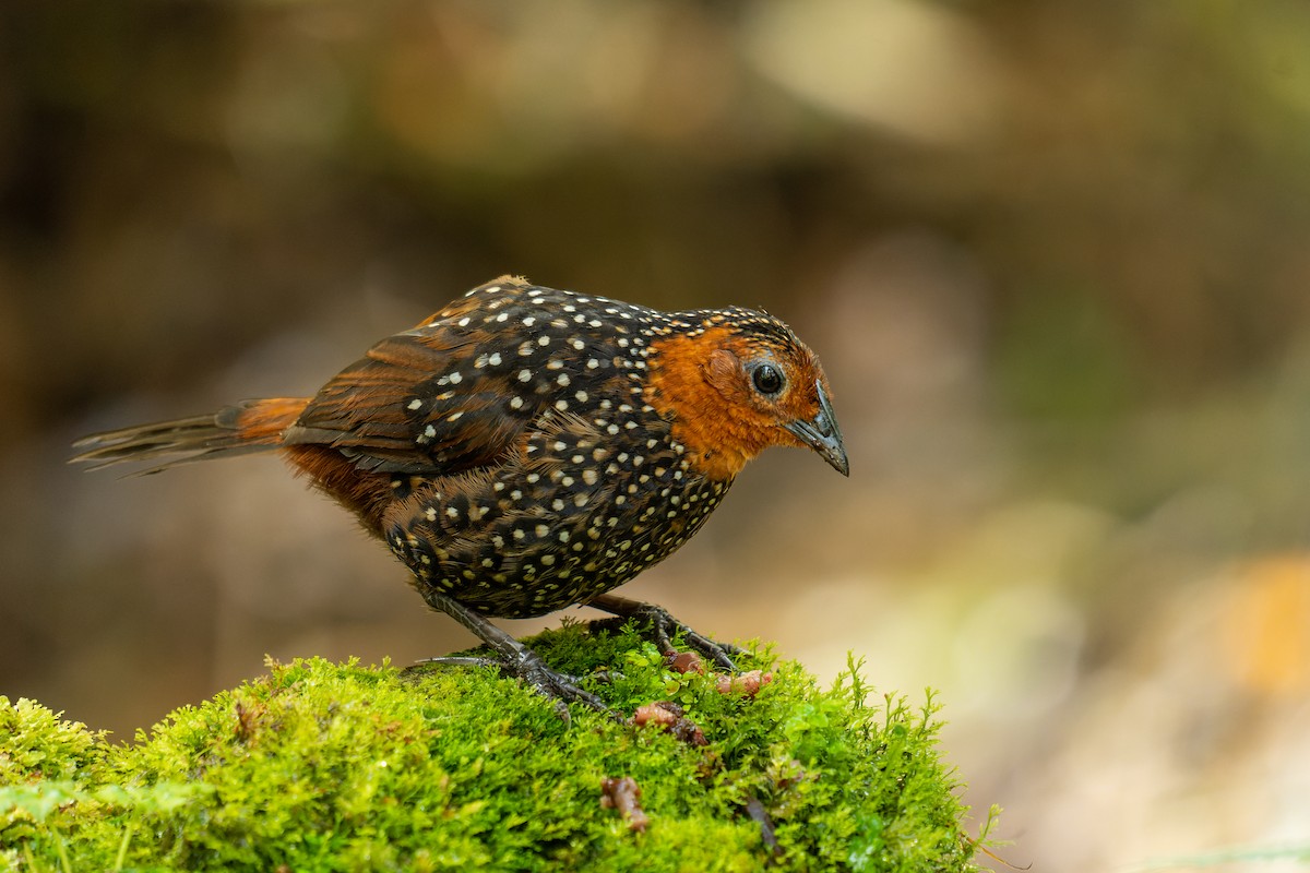 Ocellated Tapaculo - ML545364851