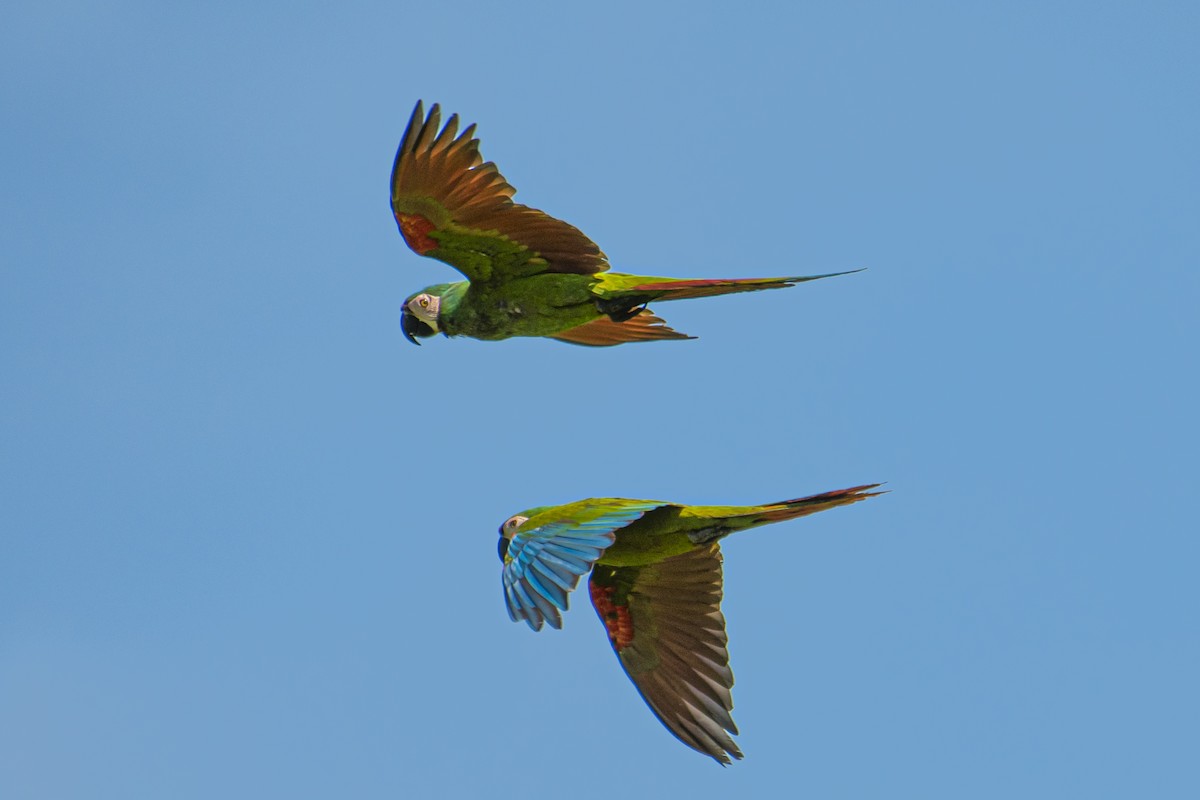 Chestnut-fronted Macaw - ML545366111